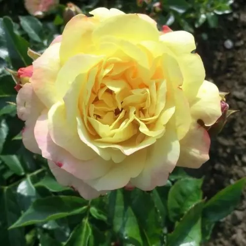 Роза флорибунда Лампион фото 2