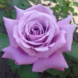 Роза чайно-гибридная Майнцер Фастнахт