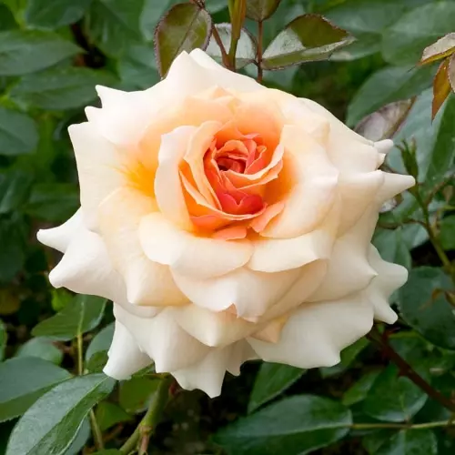 Роза флорибунда Маржолен фото 1