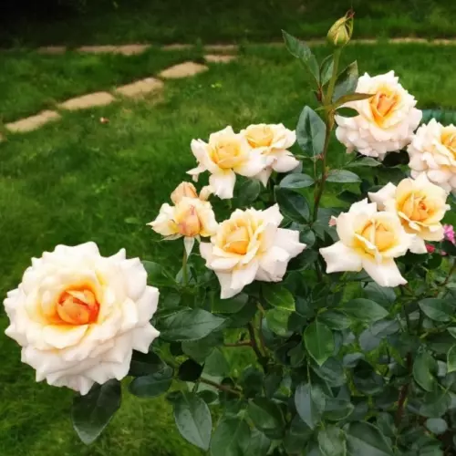  Роза флорибунда Маржолен фото 2