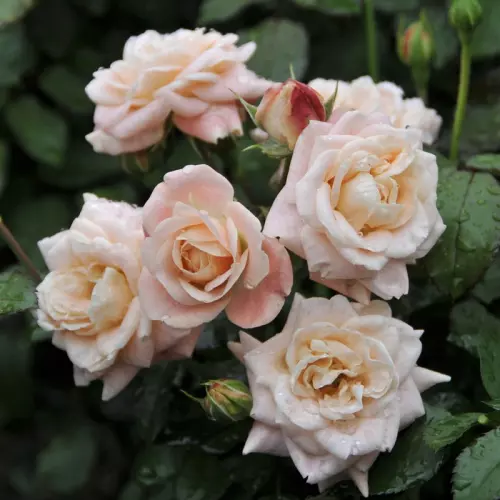  Роза флорибунда Маржолен фото 3
