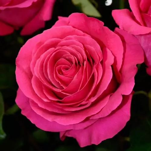  Роза чайно-гибридная Мария Каллас фото 1
