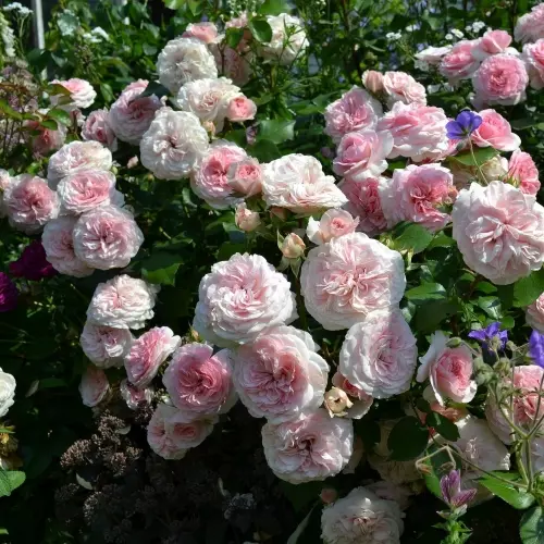  Роза флорибунда Мариятерезия фото 2