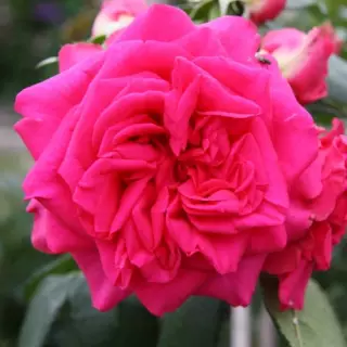 Роза плетистая Меритайм
