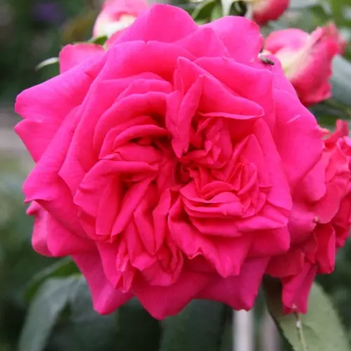  Роза плетистая Маритим фото 1