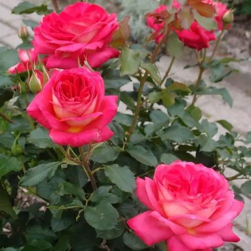 Роза флорибунда Мидсаммер фото 3