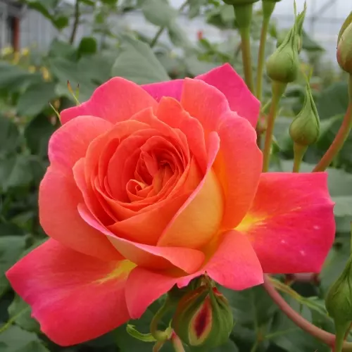  Роза флорибунда Мидсаммер фото 1