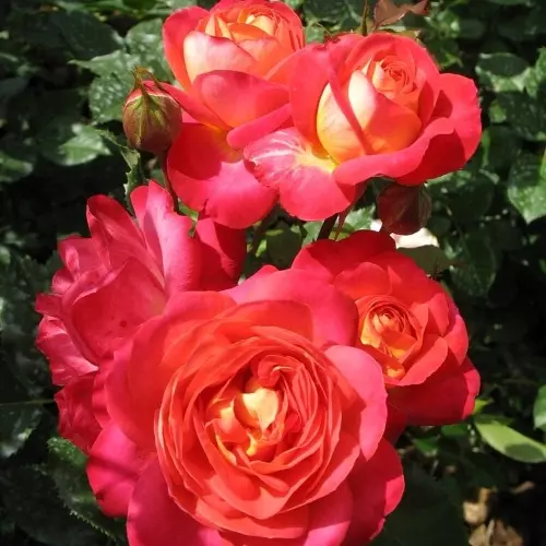 Роза флорибунда Мидсаммер фото 2