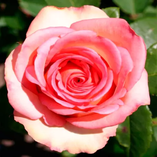  Роза чайно-гибридная Мондиаль фото 2