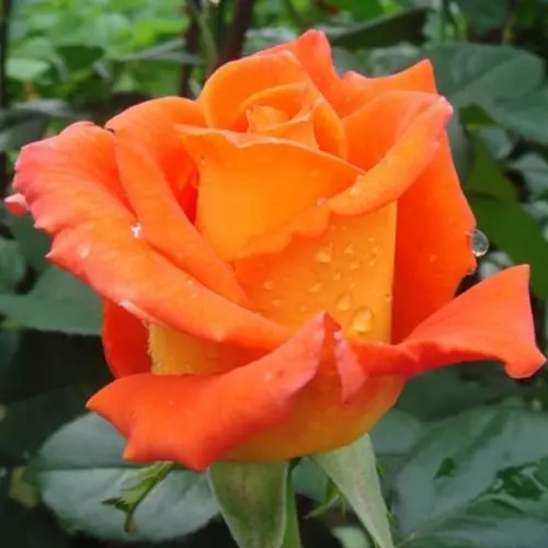  Роза чайно-гибридная Моника фото 1