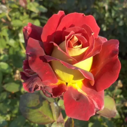  Роза чайно-гибридная Монте Карло фото 1