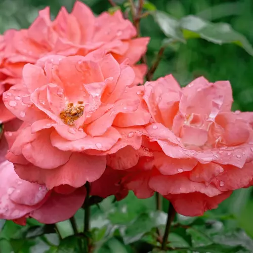  Роза флорибунда Мюнхнер Киндл фото 1