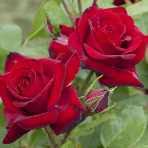  Роза флорибунда Никколо Паганини фото 1