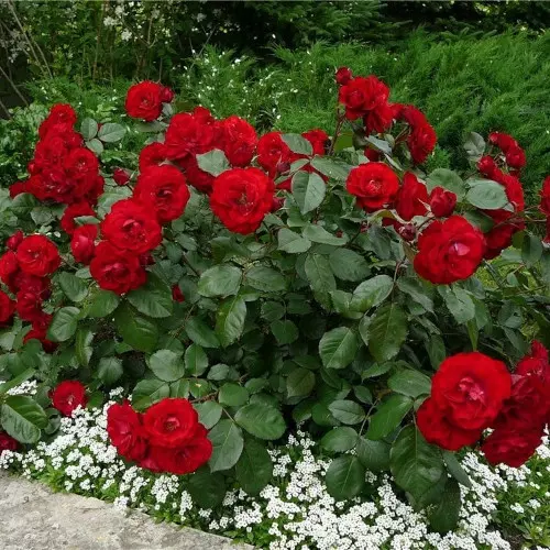  Роза флорибунда Никколо Паганини фото 2