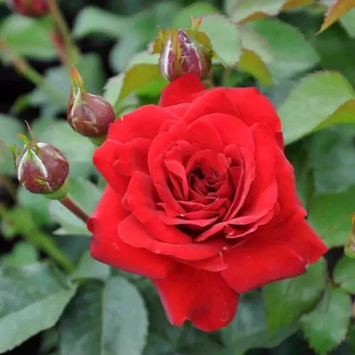  Роза флорибунда Нина Вейбулл фото 1