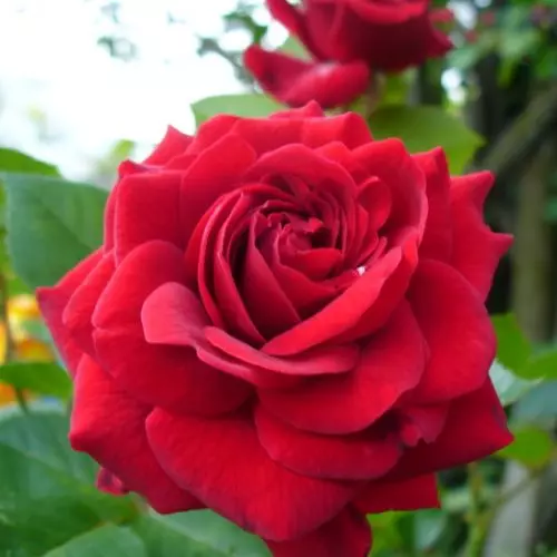  Роза флорибунда Нина Вейбулл фото 2