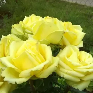 Роза чайно-гибридная Амандина