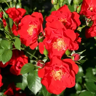Роза флорибунда Паприка