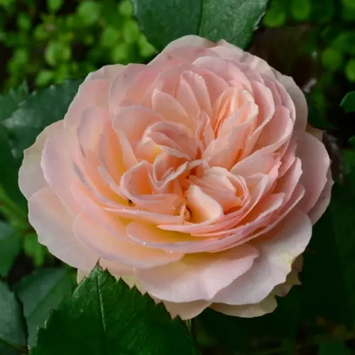 Роза флорибунда Пастелла фото 3