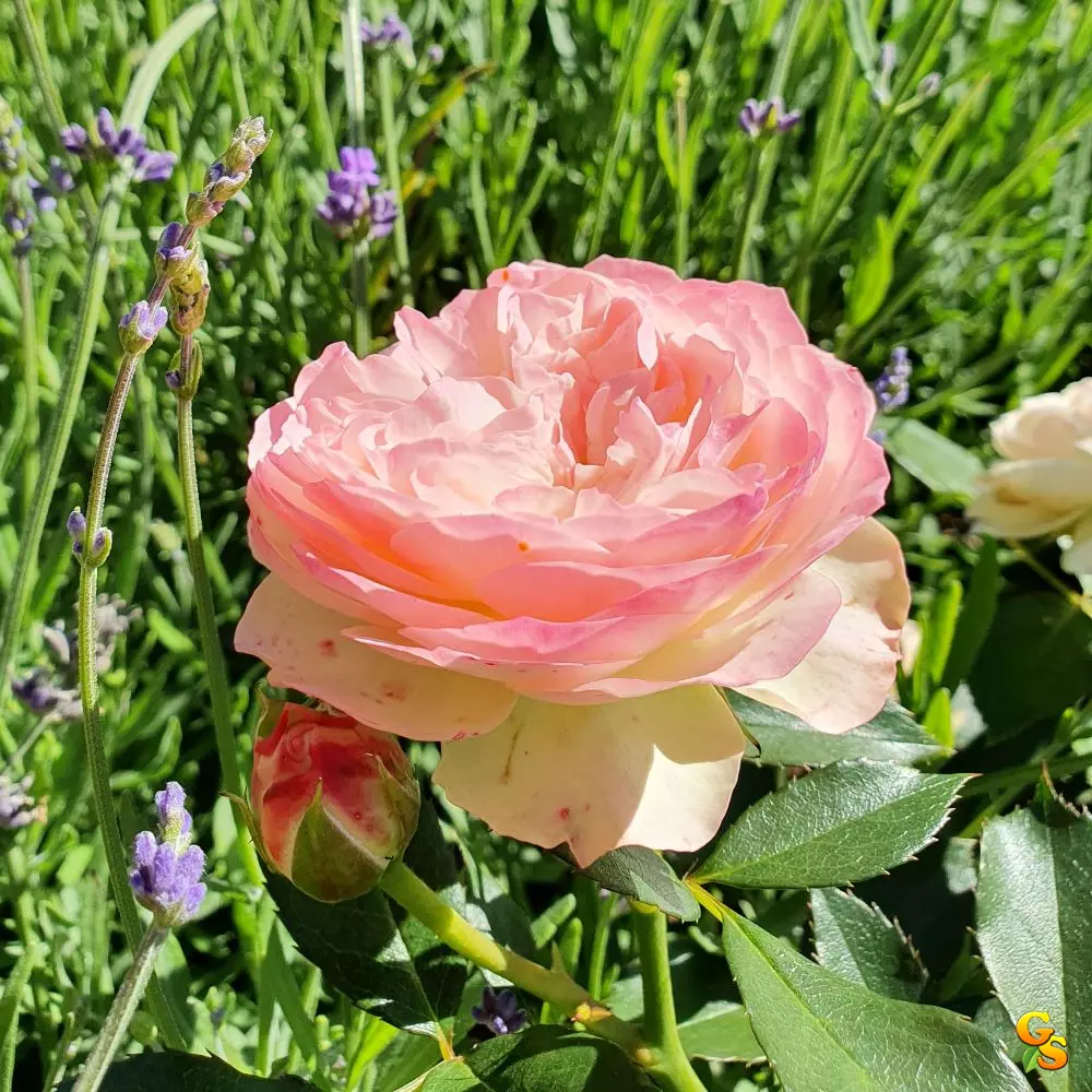 Роза флорибунда Пастелла фото 1
