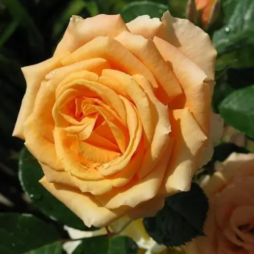  Роза чайно-гибридная Капучино фото 1