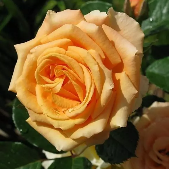 Роза чайно-гибридная Капучино фото 1