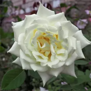Роза чайно-гибридная Поларштерн