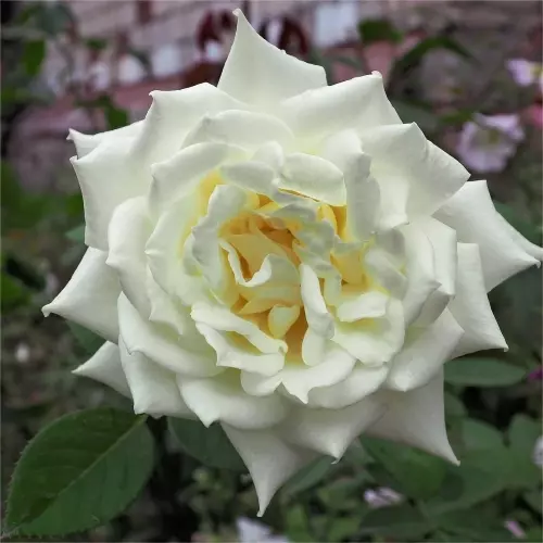Роза чайно-гибридная Поларштерн фото 1