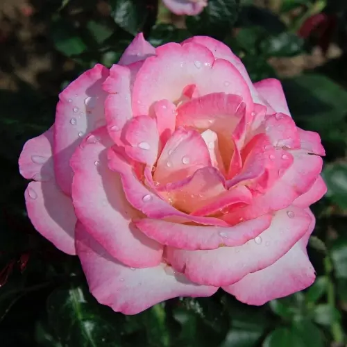 Роза чайно-гибридная Принцесса Монако фото 2