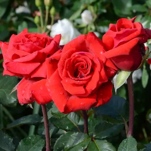  Роза чайно-гибридная Ред Берлин фото 1