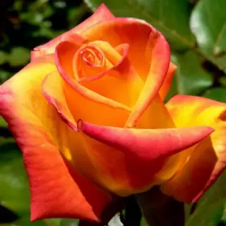 Роза чайно-гибридная Ред Голд