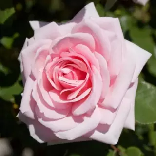 Роза чайно-гибридная Савой Хотел
