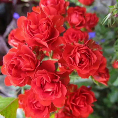 Роза почвопокровная Скарлет Мейяндекор фото 1