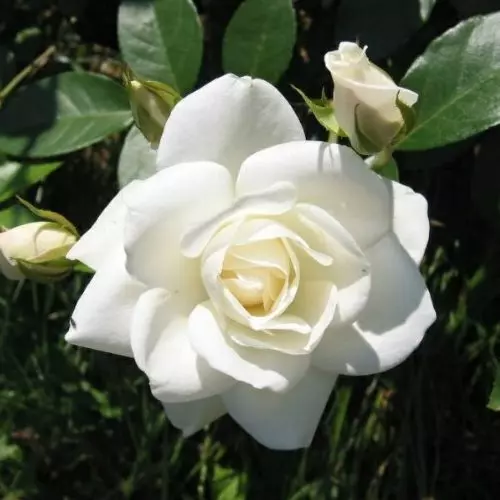  Роза миниатюрная Снипринцесса фото 1