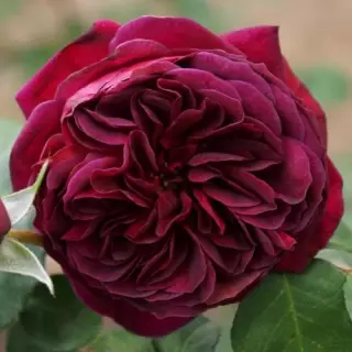 Роза английская Традескант