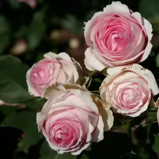 Роза чайно-гибридная Фест Леди