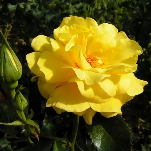 Роза флорибунда Фрезия фото 1