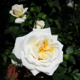 Роза миниатюрная Ханимилк