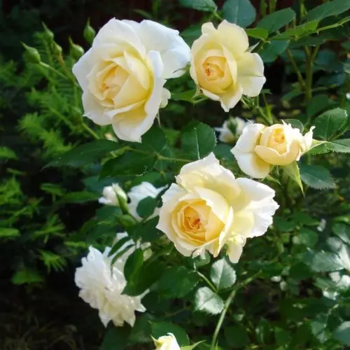 Роза миниатюрная Ханимилк фото 2