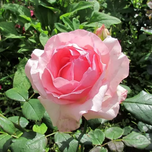  Роза чайно-гибридная Хистори фото 2