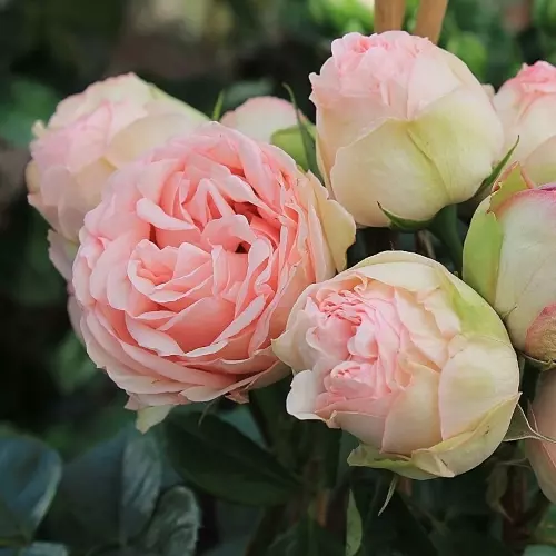 Роза чайно-гибридная Чарминг Пиано фото 1