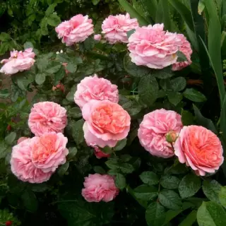 Роза чайно-гибридная Чиппэндейл