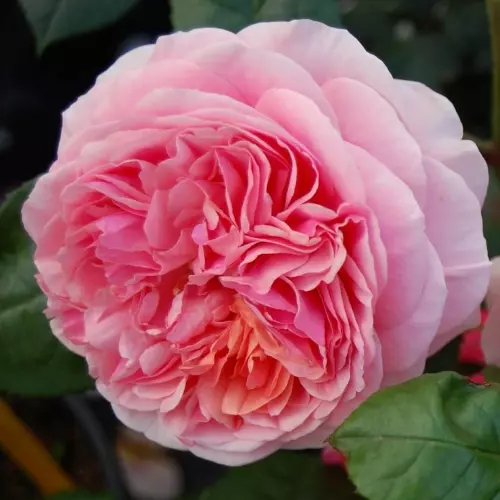  Роза чайно-гибридная Чиппэндейл фото 3