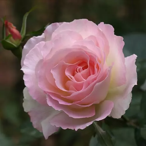  Роза флорибунда Шарль Азнавур фото 1