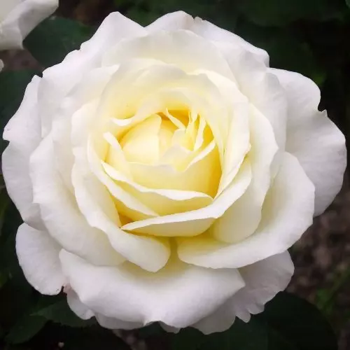  Роза чайно-гибридная Шопен фото 1