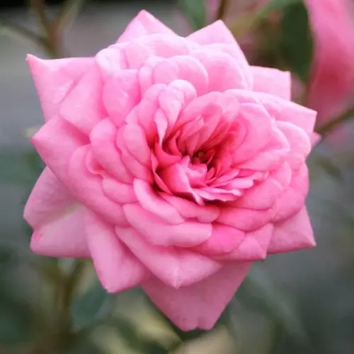 Роза миниатюрная Шугар Бэйби фото 1