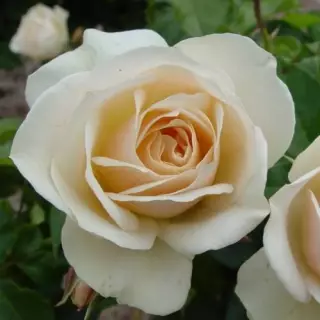 Роза флорибунда Эдельвейс