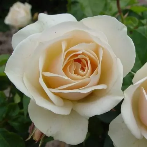 Роза флорибунда Эдельвейс фото 1