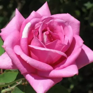 Роза чайно-гибридная Эминенс