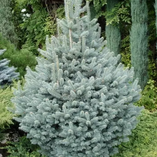  Пихта субальпийская Компакта фото 1